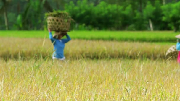 Trabajadores agrícolas en el campo de arroz en Bali — Vídeo de stock