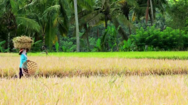 Trabajadores agrícolas en el campo de arroz en Bali — Vídeo de stock