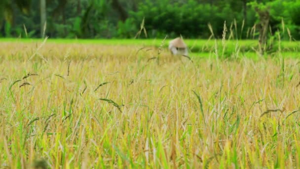 Landbouw werknemers op rijst veld in bali — Stockvideo