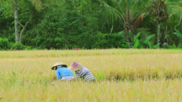 Agriculture workers on rice field in bali — Stock Video