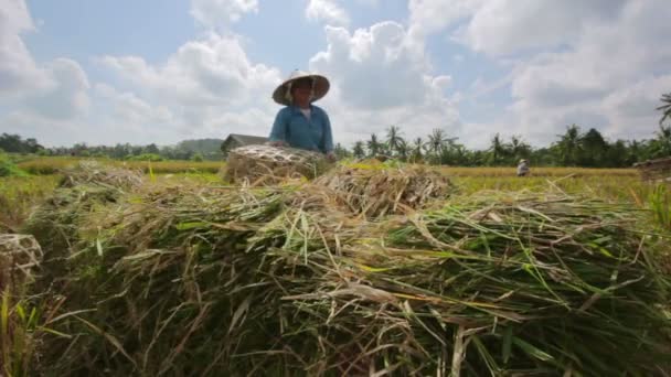 Trabalhadores no campo do arroz — Vídeo de Stock