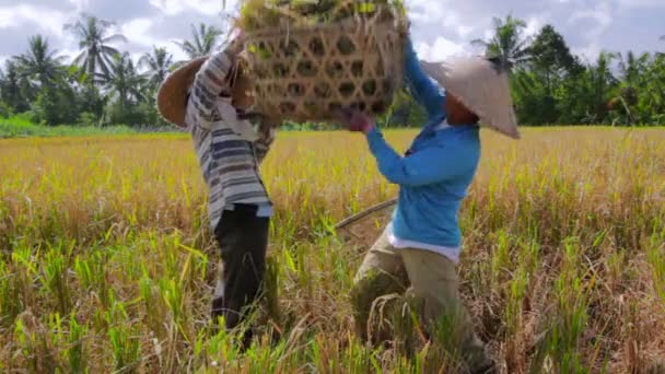 Workers on rice field — Stock Video