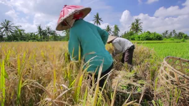 Tarım işçileri pirinç alan Bali üzerinde — Stok video