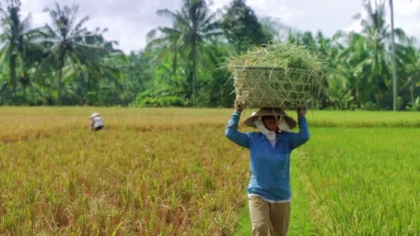 Arbetstagare på risfält — Stockvideo