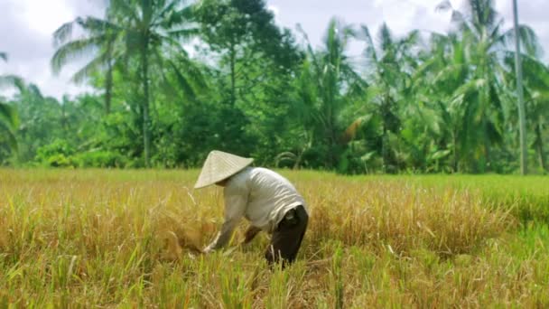 Trabajadores agrícolas en el campo de arroz en Bali — Vídeos de Stock