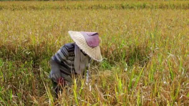 Landarbeiter auf einem Reisfeld in Bali — Stockvideo