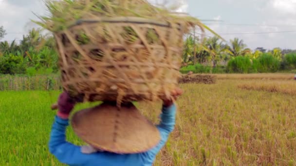 Landbouw werknemers op rijst veld in bali — Stockvideo