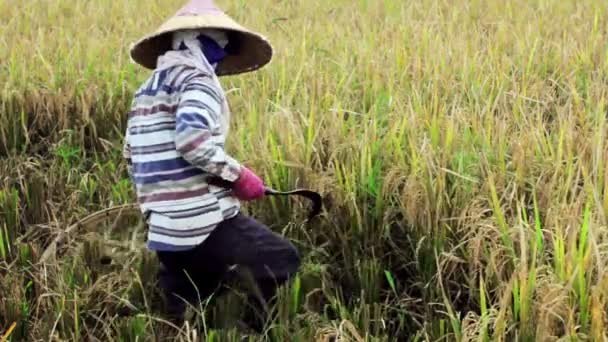 Trabajadores agrícolas en el campo de arroz en Bali — Vídeo de stock