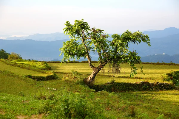 Одинокое дерево в горах Гималаев — стоковое фото
