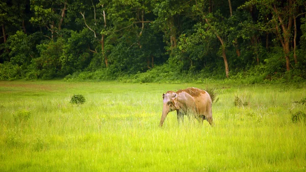 Olifanten in Royal chitwan nationaal park, nepal — Stockfoto