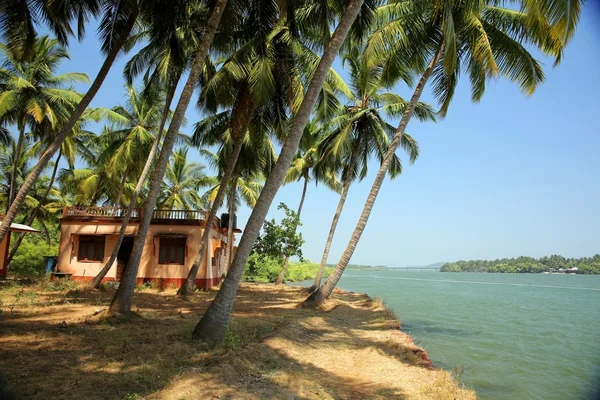 Palm grove on water's edge — Stock Photo, Image