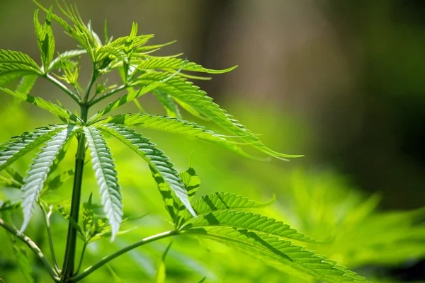 Esrar grupta Katmandu, nepal