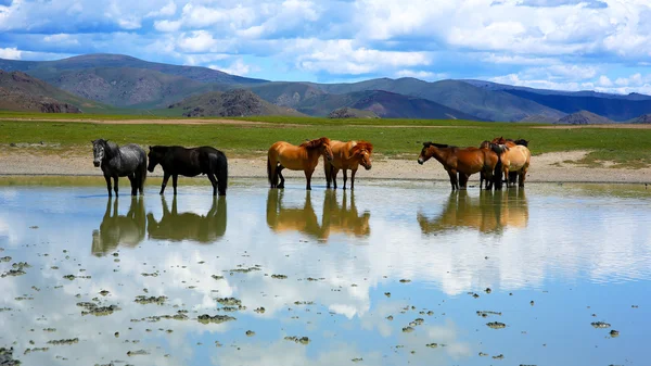 몽골의 광활 한 초원에서 말을 탄 몽고 사람들 로열티 프리 스톡 사진