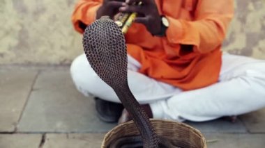Cobra büyücü