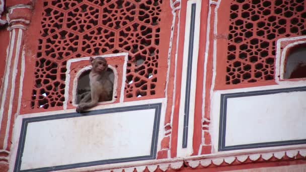 Милая обезьянка — стоковое видео