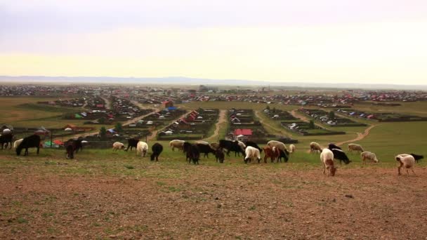 Troupeau de moutons en mouvement — Video