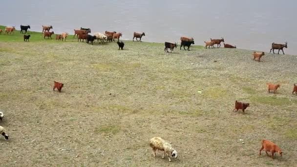 Animales pastando — Vídeo de stock