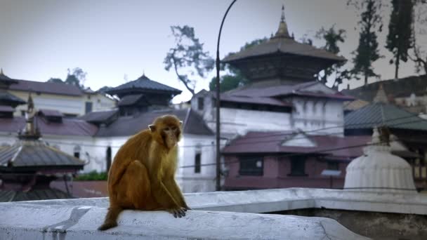 Macaco sentado na parede — Vídeo de Stock