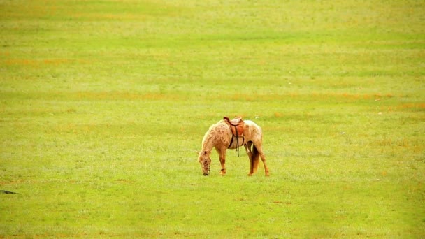 Mongoolse paarden in overgrote grasland — Stockvideo