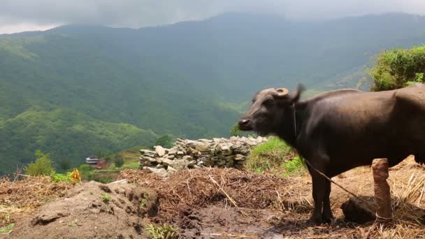 Vache en pâturage — Video