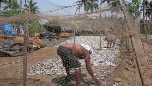 People drying fish — Stock Video