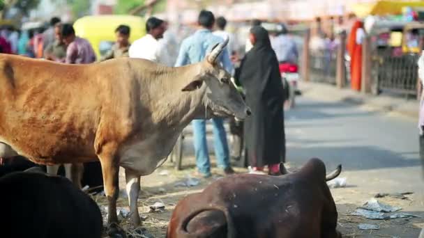 Vacas em pé — Vídeo de Stock