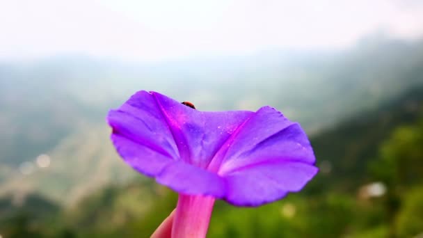 Ladybird on purple flower — Stock Video