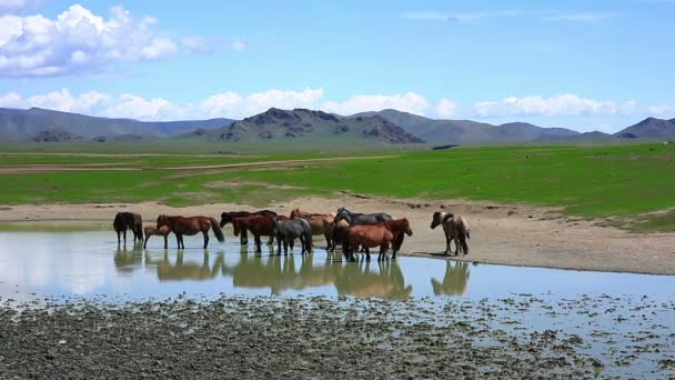 Caballos mongoles en extensos pastizales — Vídeos de Stock