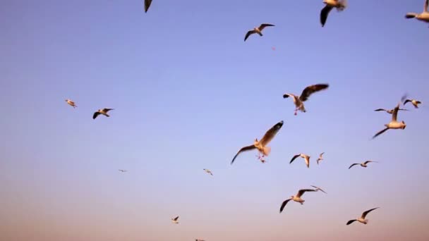 Чайки летают — стоковое видео
