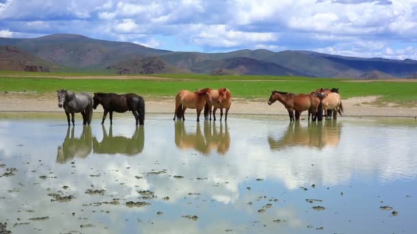 Mongolské koně v rozlehlé louky