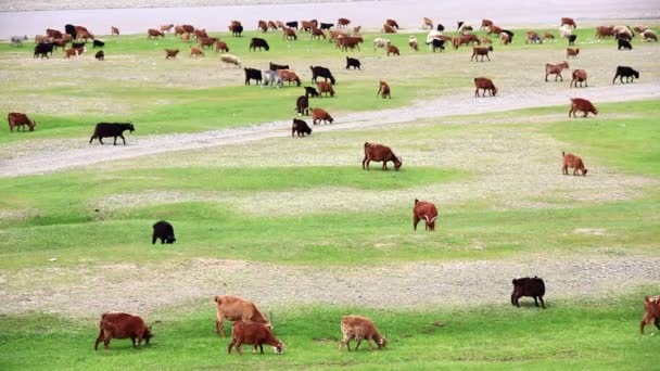 Dieren grazen — Stockvideo