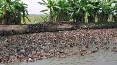 Duża Kolonia kaczek