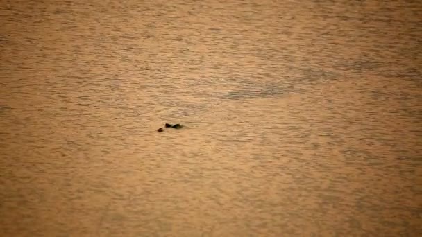 Крокодил плаває у воді — стокове відео