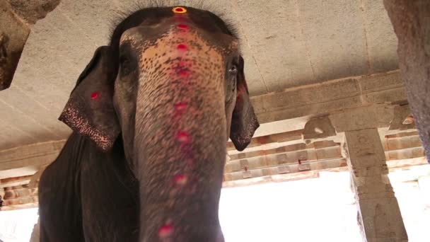 Cabeza de elefante — Vídeo de stock