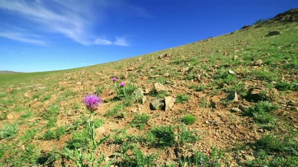 Caída de nieve flores silvestres — Vídeos de Stock