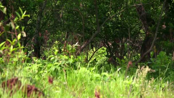 Troupeau d'antilopes — Video