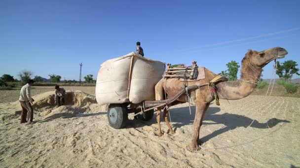 Loading straw onto cart — Stock Video