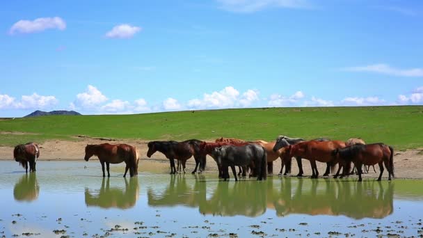 Mongolische Pferde im riesigen Grasland — Stockvideo