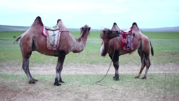 骆驼站在前面的山脉 — 图库视频影像
