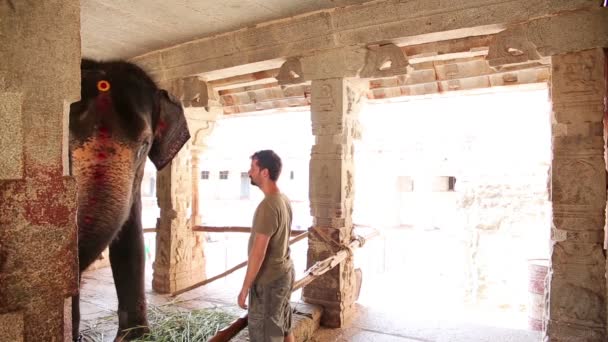 Tourist stroking elephant — Stock Video