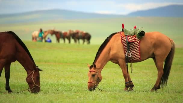 Mongolian horses in vast grassland — Stock Video