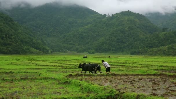 Man ploughing in rice paddy — Stock Video