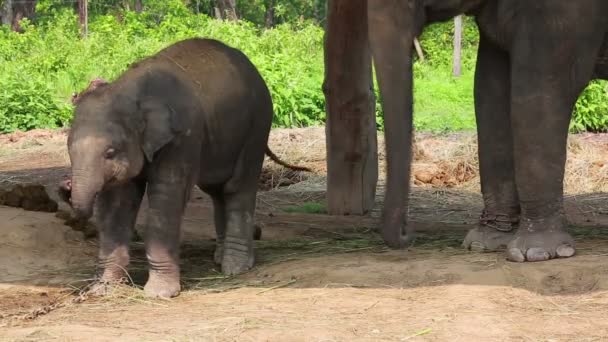 Elefante madre e bambino — Video Stock