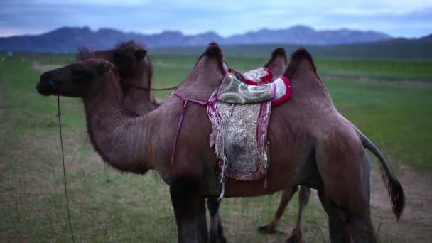 Kamelen står framme bergskedja — Stockvideo