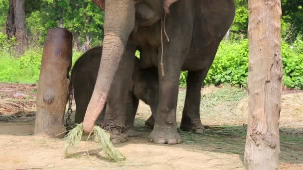 Elefante madre y bebé — Vídeo de stock