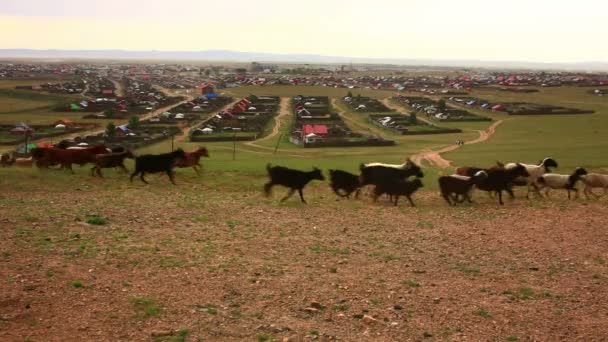 Troupeau de moutons en mouvement — Video