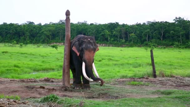 Elefantes — Vídeo de stock