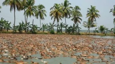 Duża Kolonia kaczek