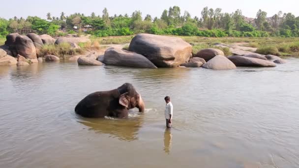 Man tvätta sin elefant i floden — Stockvideo