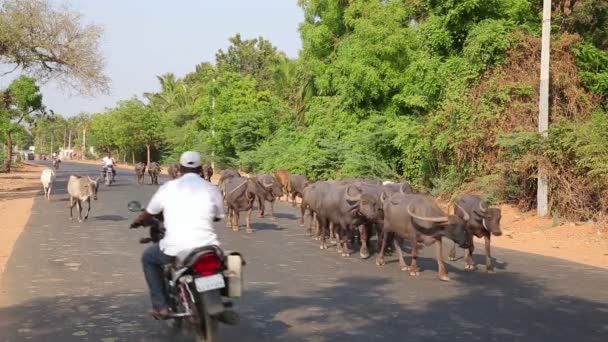 Dagelijks straatbeeld — Stockvideo